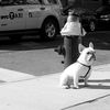 The Most Popular Dog Breeds In NYC, Sorted By Neighborhood
